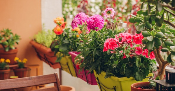 Top 50 loại hoa treo ban công mùa hè đẹp nhất