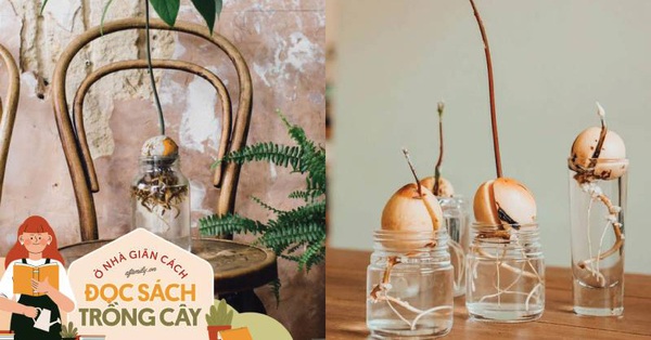 Tận dụng theo cách này, bạn sẽ "thu hoạch" được cả ngàn lợi ích từ phần bỏ đi của quả bơ đấy! - Vimarsana News