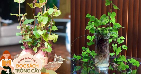 Trồng khoai lang bonsai: Vừa có không gian xanh, vừa có nguồn rau - Vimarsana News