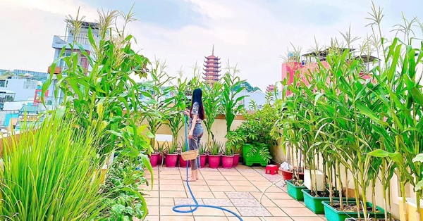 Top 50 mẫu vườn rau sân thượng Sài Gòn đẹp nhất