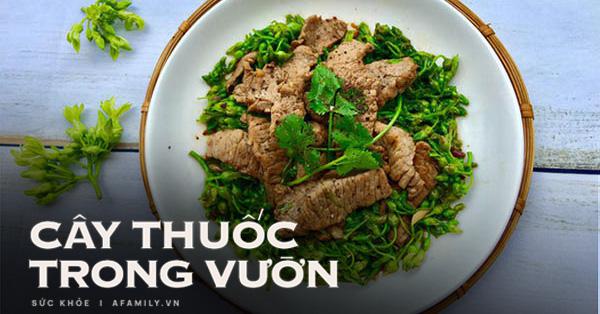 Bài thuốc từ hoa thiên lý, hoa thiên lý chữa mất ngủ thế nào? - Vimarsana News