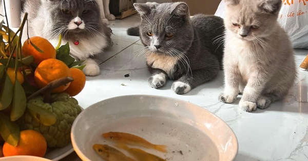 3 chú mèo nhìn chằm chằm vào bát cá vàng cúng ông Táo, nhưng nhân vật bí ẩn 