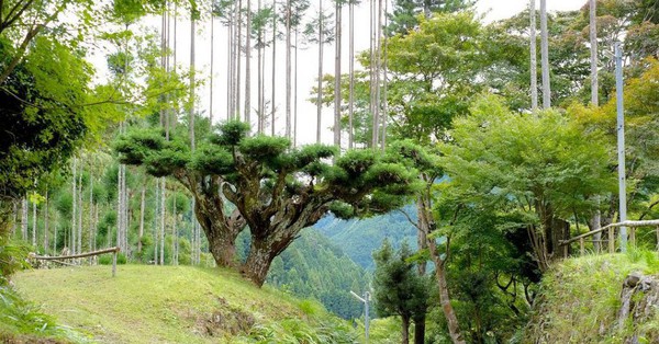 植樹の技法は奇妙に思えますが、日本人にはなじみ深いものです。