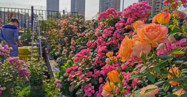 Khu vườn sân thượng sở hữu hàng trăm loại hoa hồng vô cùng rực rỡ