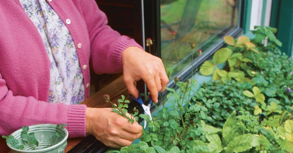 10 super smart ideas for growing herbs
