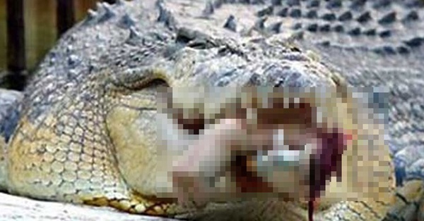 Terrified biologist finds human arm in wild crocodile’s mouth