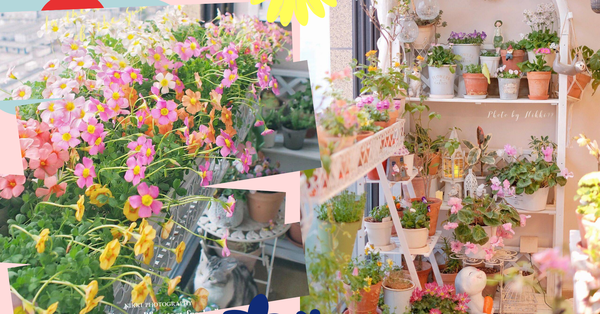 The sunny balcony garden is only about 5m but has nearly a hundred flower pots of all kinds