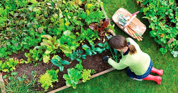 6 indispensable vegetables for the spring-summer crop that you should plant