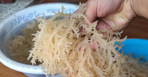 Cartilaginous seaweed is more expensive than meat, it is considered “as good as bird’s nest” and many F0s after Covid-19 are looking for food