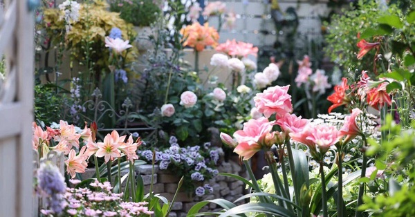 The rooftop garden is enviously peaceful in the bustling city of housewives