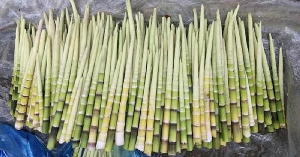 Bamboo shoots – super delicious rustic food