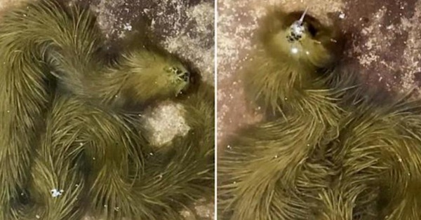 Netizens “troubled” because of the image of a strange creature like a green snake with jagged hair