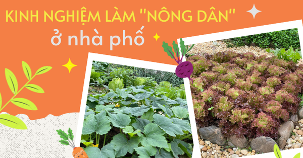 Growing vegetables in townhouses is expensive, but Ha Giang’s mother still suggests that she SHOULD become a “farmer”