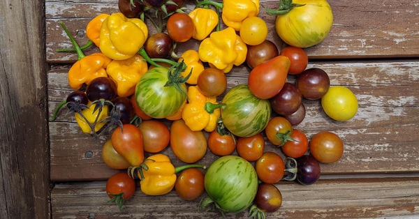 A young mother turns a small yard into a garden of all kinds of clean vegetables