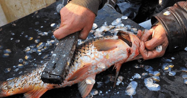The precious part of the fish, is the “treasure” of longevity and beauty
