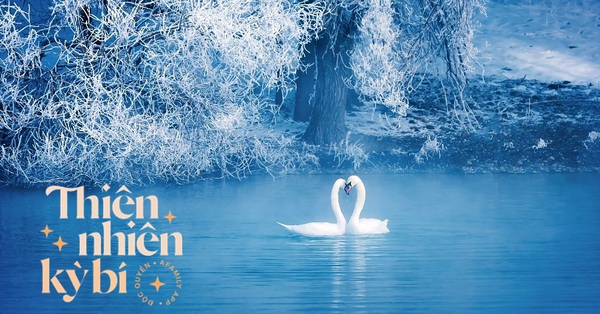 Swans in the eternal blue stream Xinjiang China