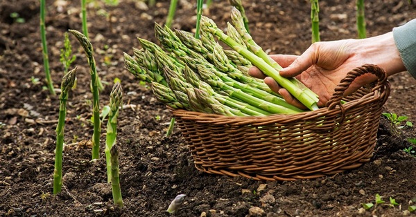 Asparagus – the nutritional “king” of vegetables