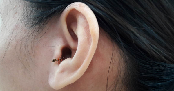 What to do when bugs get into ears while sleeping?