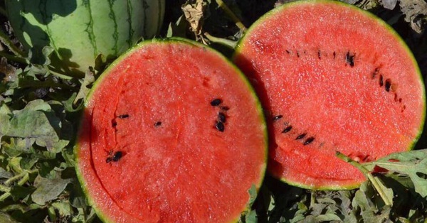 Signs of ripe, sweet, watery watermelon