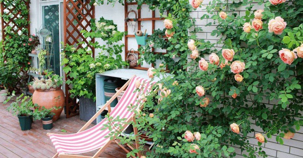 A young couple who decided to buy a house with a terrace after 4 years turned into a colorful flower garden