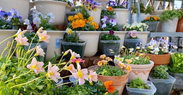 Abandoned terrace “makeovers” into a spring garden