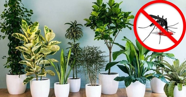 Summer is coming, just spend a few tens of thousands to buy 5 types of ornamental plants to keep mosquitoes away from your house
