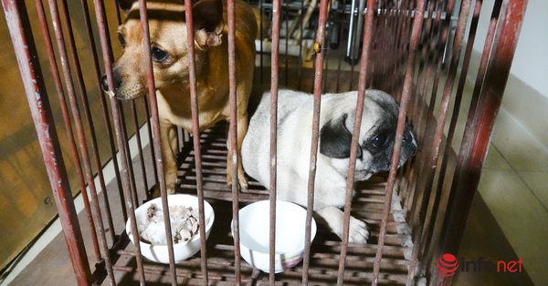 The first day of catching a stray dog ​​in Hanoi