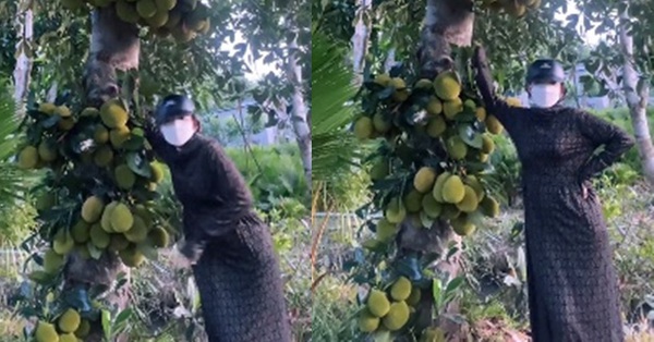 Going to steal jackfruit, the girl was stressed because she was in a bad situation, she stood all day but didn’t pick any fruit