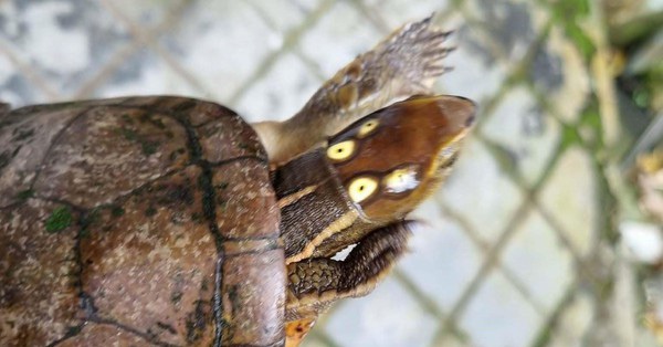Very strange 4-eyed turtle lost in the garden of a people’s house in Hue