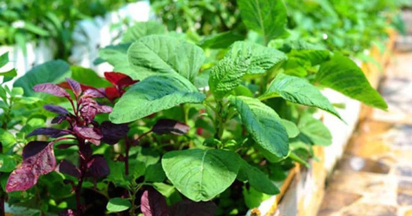 6 types of vegetables that are easy to grow for “townhouse farmers”