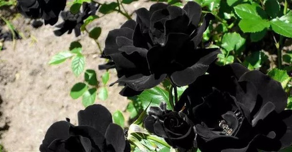 The truth about the rare, hard-to-find black rose that only grows in one place