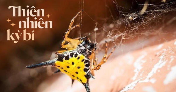 Devil horned gourd spider – tiny creature with giant horns