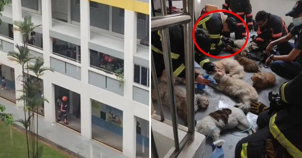 CPR firefighters save 14 cats in apartment fire