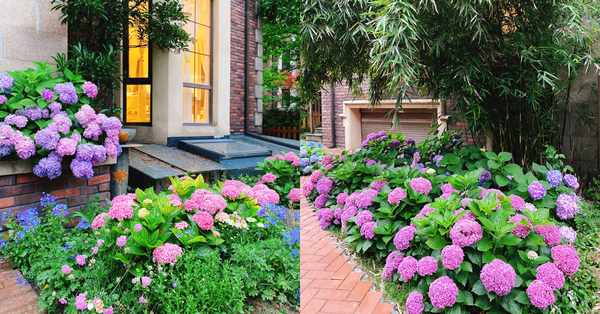 The garden is full of hydrangeas in full bloom like a fairyland