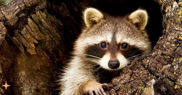 Danh hài thế giới động vật (P2): Gấu mèo Raccoon - côn đồ đáng sợ