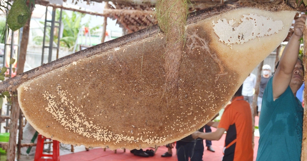 The honey bee hive set the largest record in Vietnam