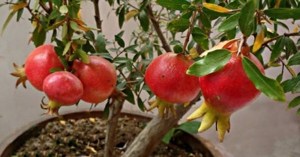 Learning how to grow dwarf pomegranates in pots is not difficult