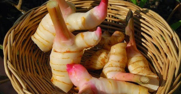 Tubers fight 8 cancers and also help lower blood sugar