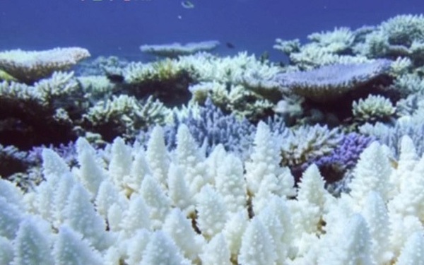 The world’s largest coral reef is bleached