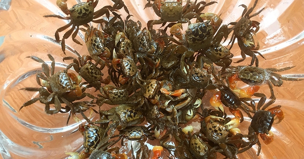Cay – a crab-like specialty, everyone loves to eat it