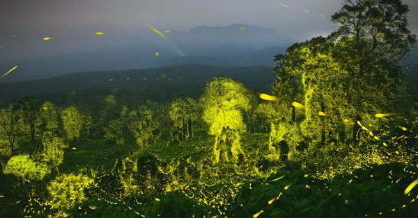 Billions of fireflies light up the Indian reserve at night