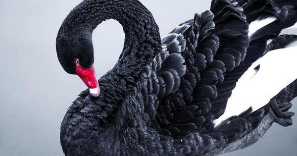 The collapse of Terra Luna and stablecoin TerraUSD is more serious than a Black Swan of the Crypto market