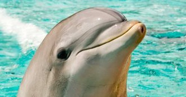 Not only extremely smart, dolphins also know skincare, surprising scientists