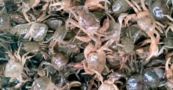 Selling copper crabs online, fraudulently appropriating property
