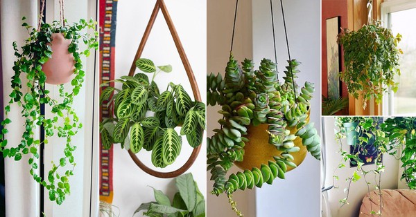 Don’t worry if your house is tight, because there are 6 types of hanging plants to choose from