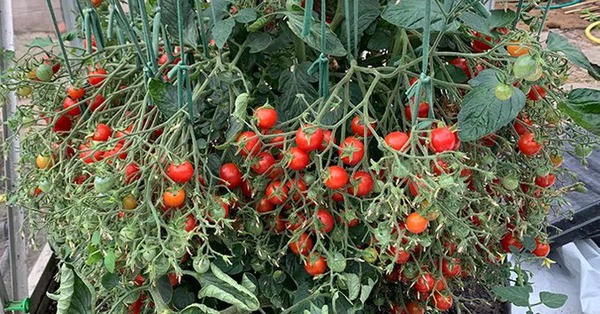 Tomato tree set the world’s most “lucky” record with more than 1,200 fruits