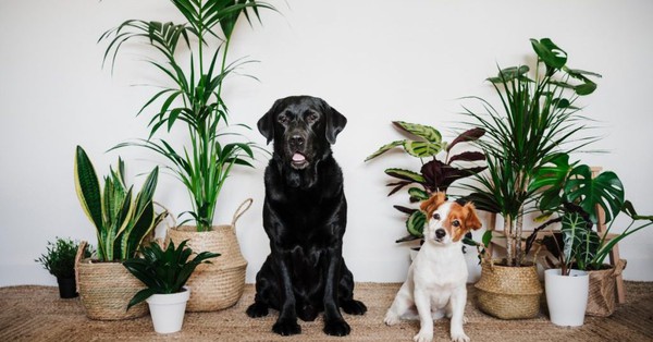 9 plants harmful to pets that need to be removed immediately from the house