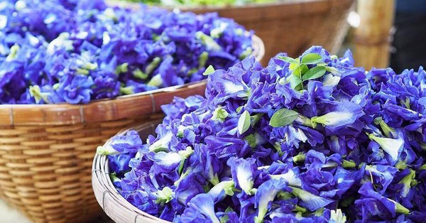 Hoa đậu biếc rất tốt cho sức khỏe nhưng đừng bao giờ pha theo 3 cách này kẻo hóa độc, hại sức khỏe