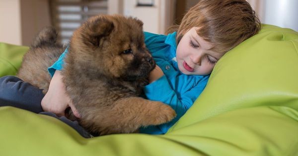 Mysterious acute hepatitis in children can be transmitted from pet dogs