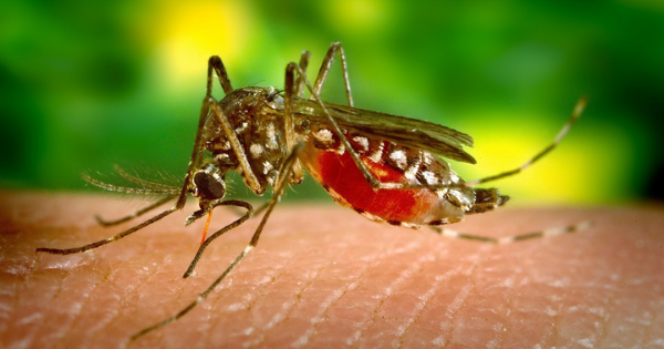 The company is ambitious to eliminate mosquitoes, the most hated animal in the world